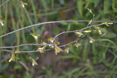 Eulophia graminea